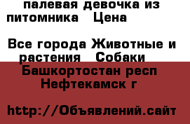 палевая девочка из питомника › Цена ­ 40 000 - Все города Животные и растения » Собаки   . Башкортостан респ.,Нефтекамск г.